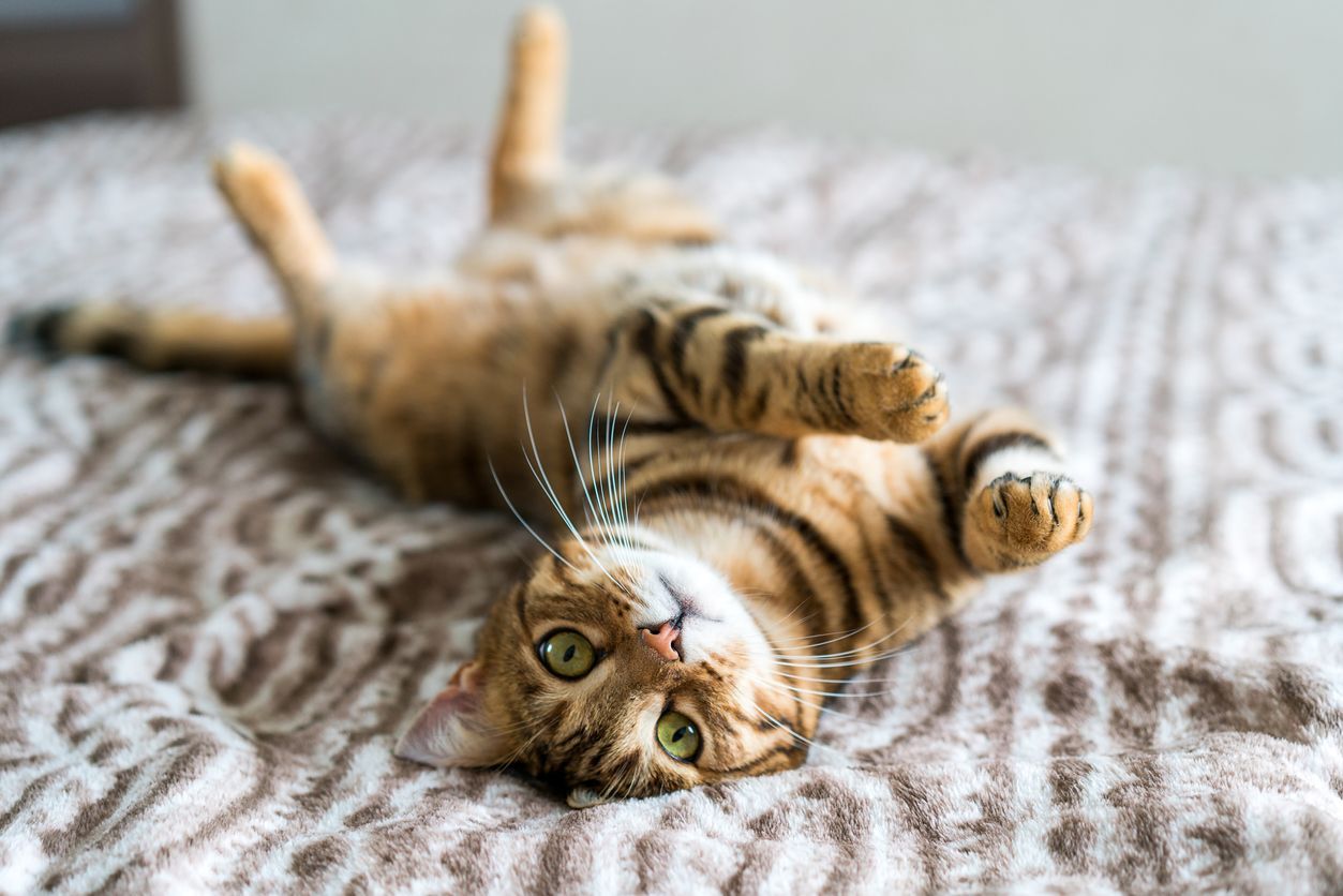 Why you should spay or neuter your cat - playful cat rolling over