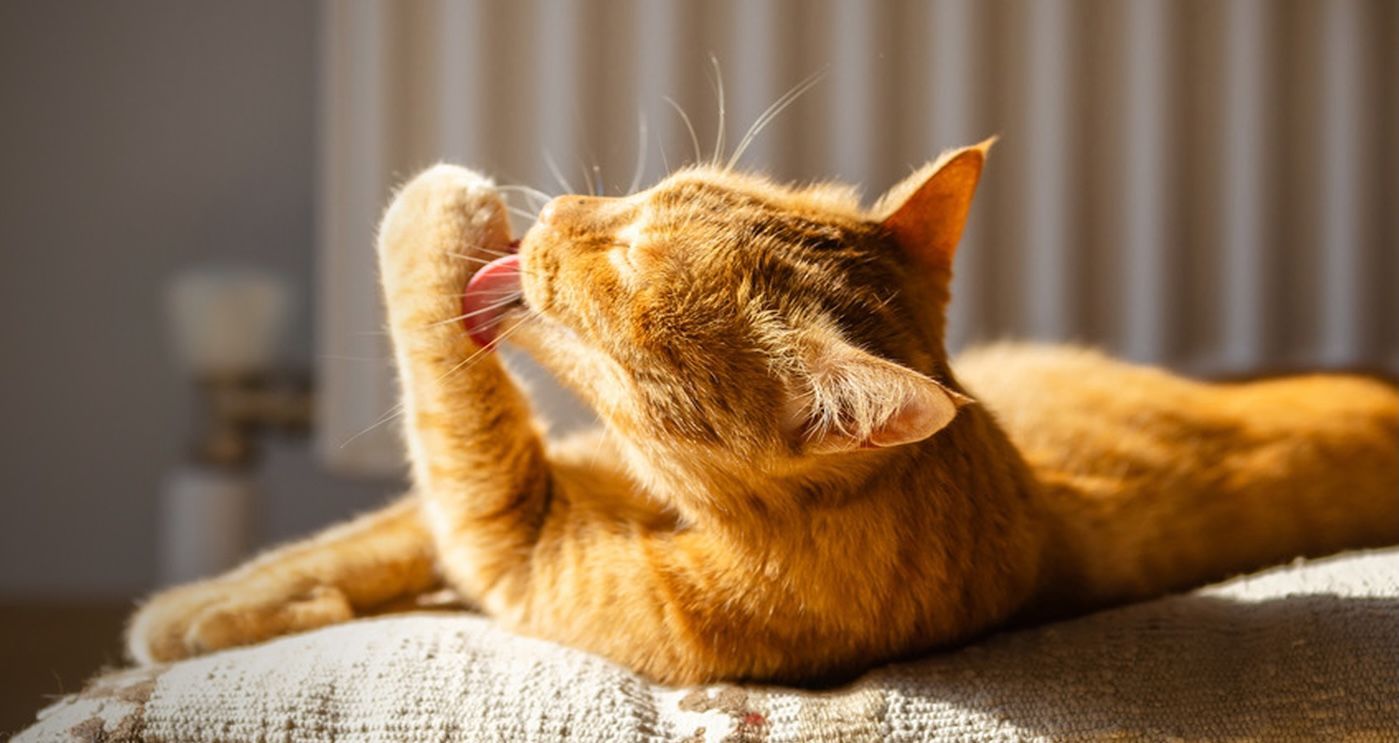 Understanding summer allergy triggers in cats - Orange tabby cat lying in sunlight while grooming its paw with its tongue.