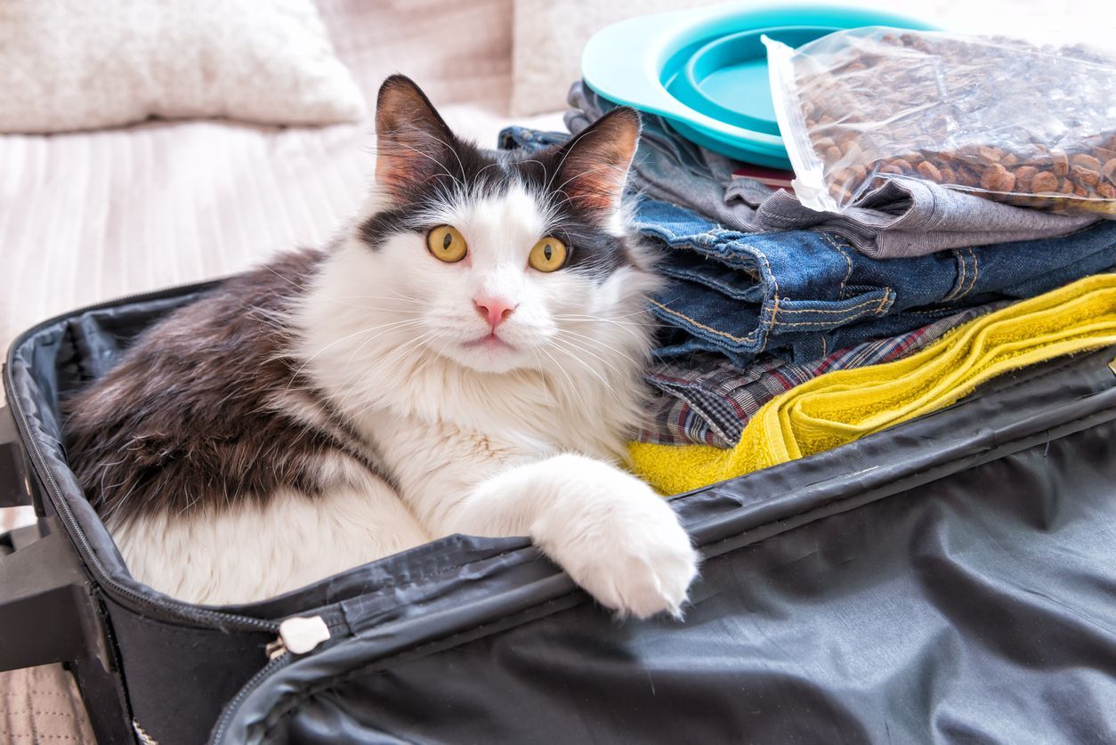 Pet-friendly airlines with in-cabin accommodations (US and beyond) - cat sitting in luggage 