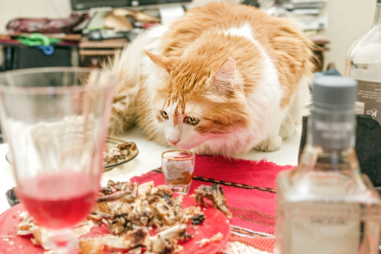 What food is dangerous for cats: Thanksgiving and Christmas edition - Cat sitting on a festive table