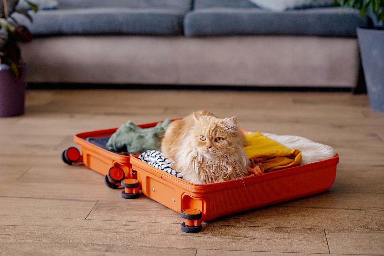 The ultimate guide for road trips and flying with your cat - An orange cat sits in an open suitcase filled with clothes