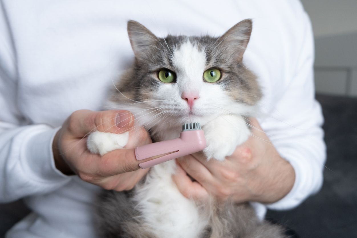 How to prevent plaque and tartar buildup on your cat’s teeth   - A cat being held by a man who is wearing a pet toothbrush on his finger