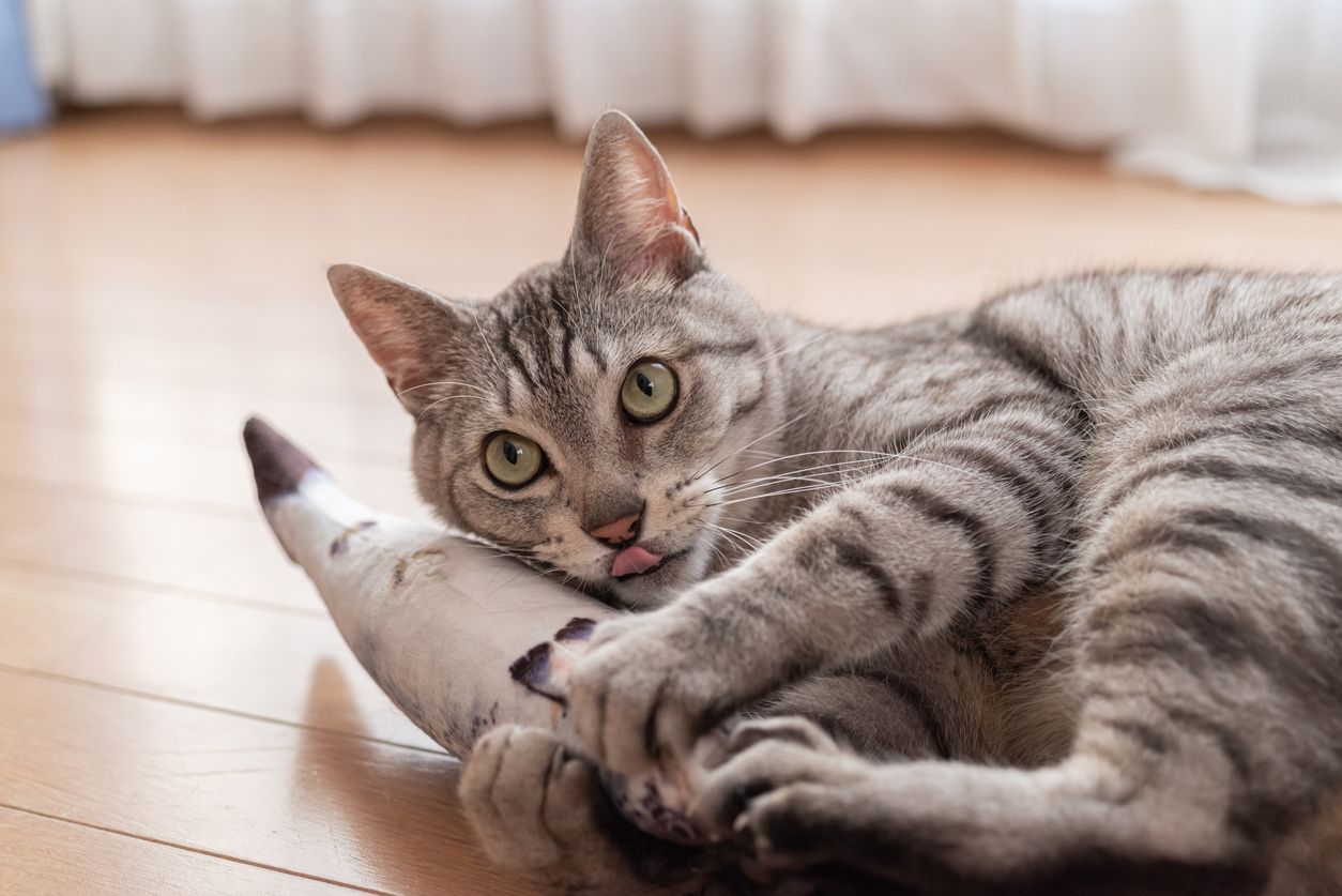 5 enriching indoor activities for your senior cat - A cat wrestles with a fish plushy toy