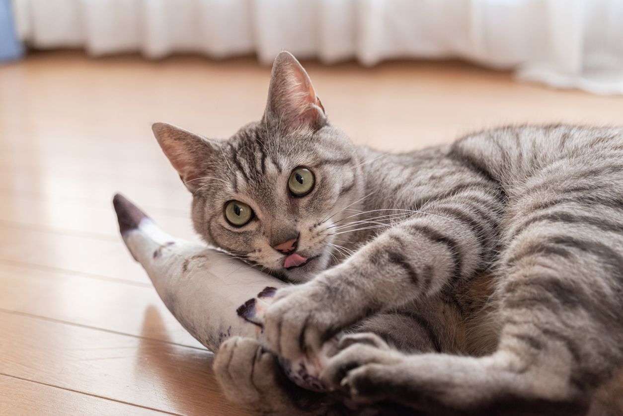 Fun Ways To Provide Mental Stimulation For Your Cat - A Better Way