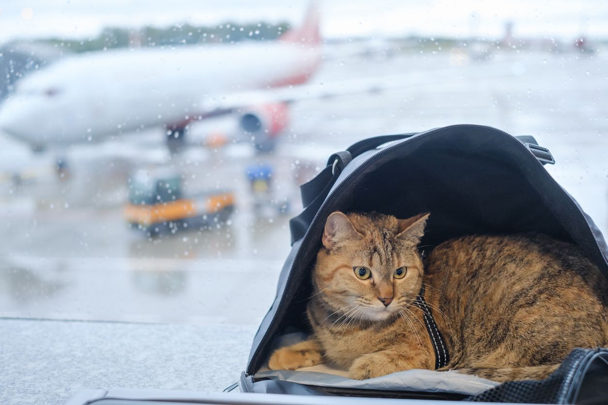 How much does traveling with your pet cost? - A cat in a carrier at an airport