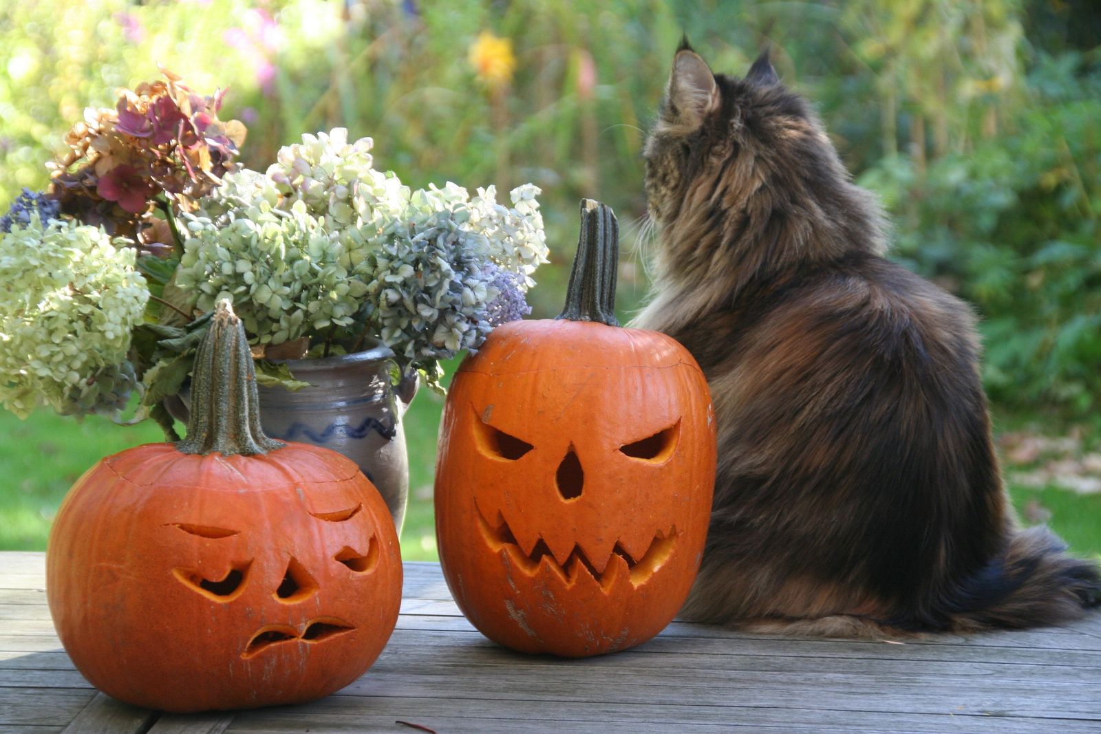 Do’s and don’ts for Halloween fun with your cat - Cat sitting on porch with pumpkins