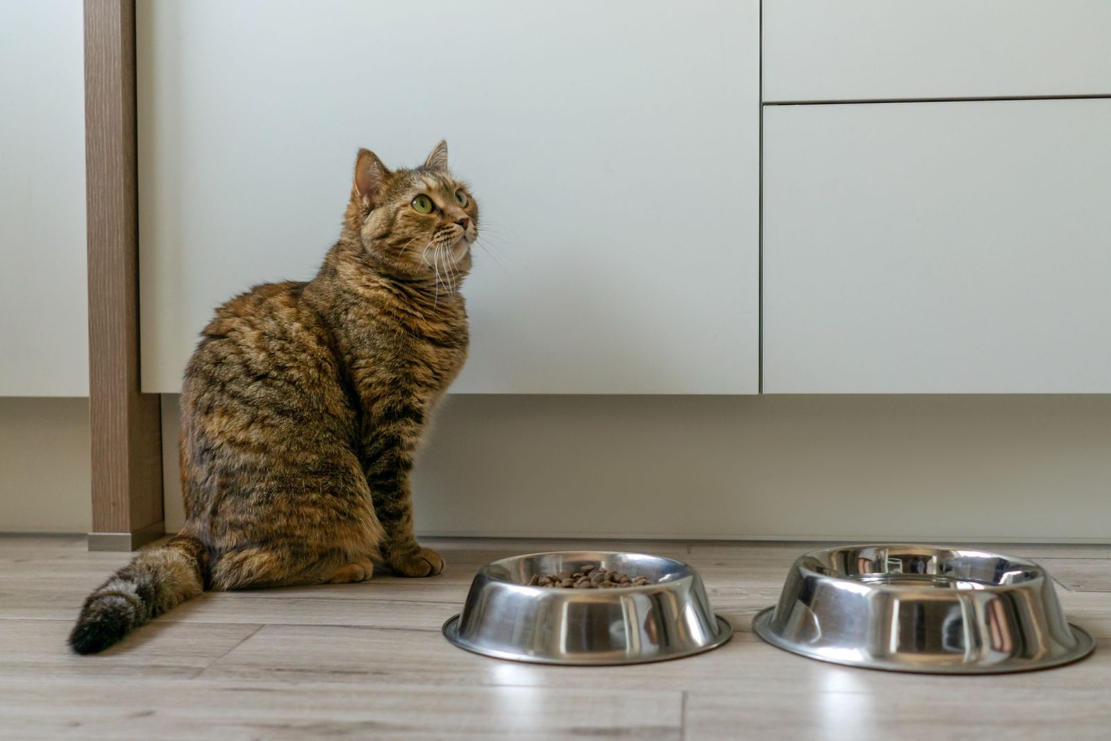 How to conduct an elimination diet for cats with allergies - A tabby cat sits on the floor between two stainless steel food bowls, looking up and away from the food