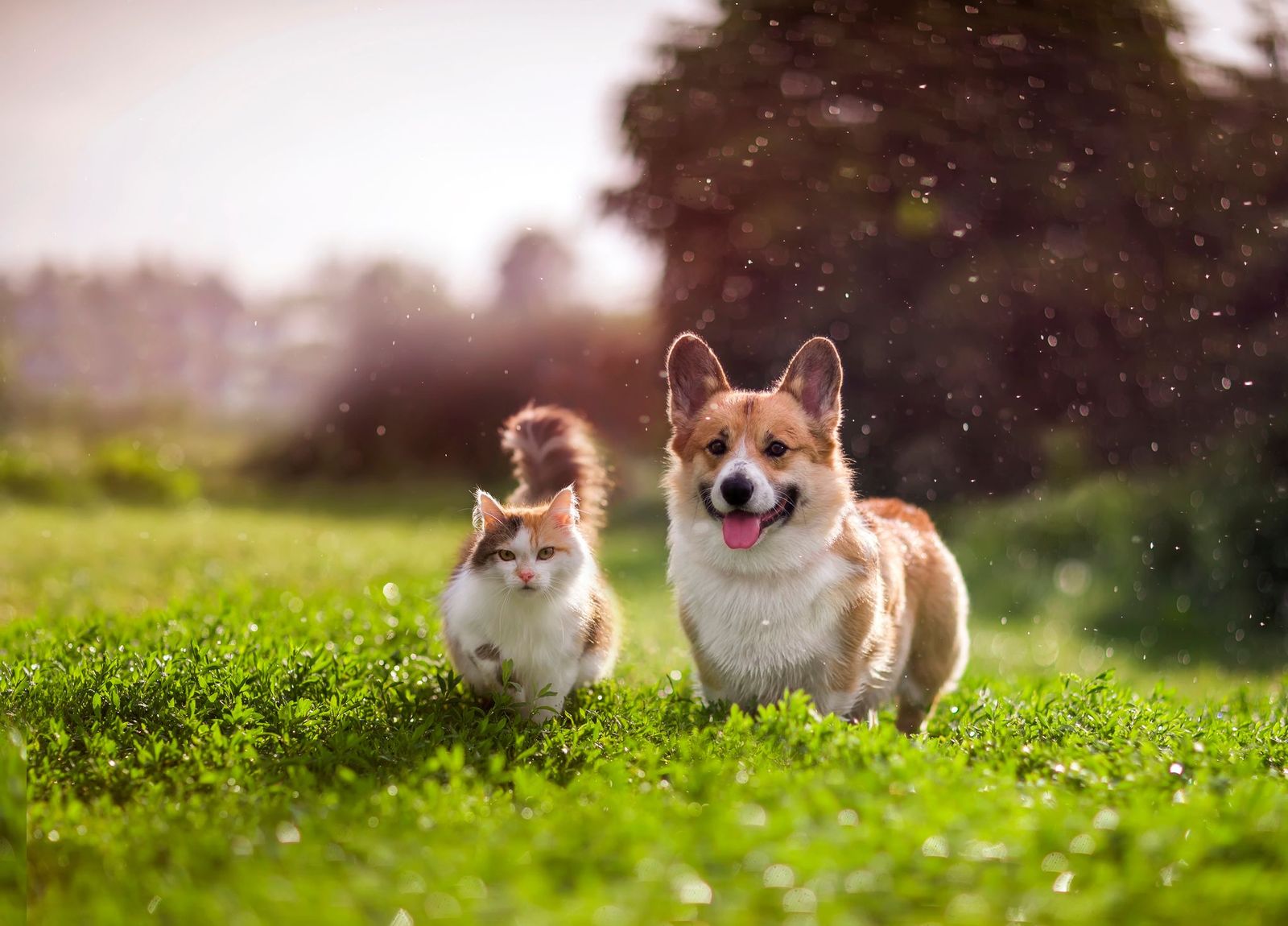 Get your pets ready for spring with flea, tick, and heartworm prevention - Vetster