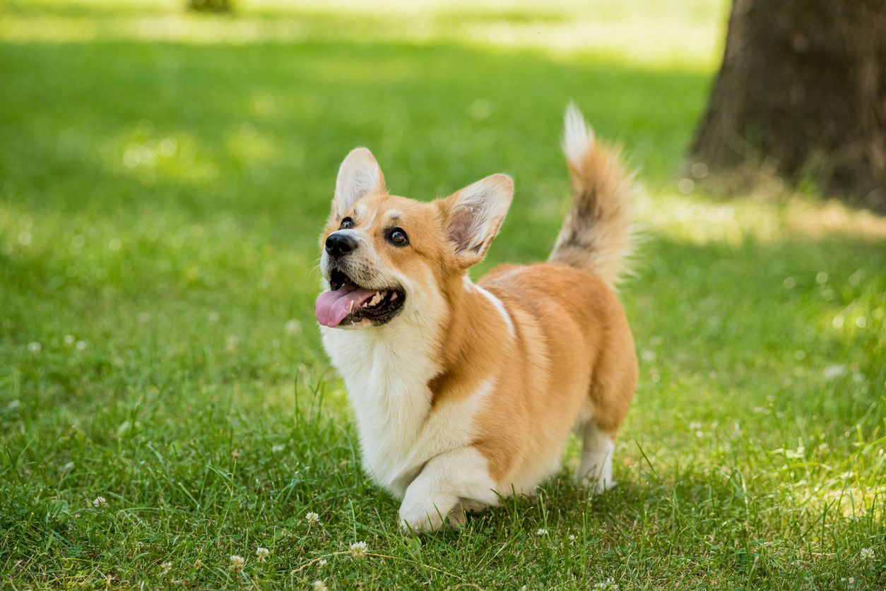 How to prevent diarrhea in dogs - a corgi playing outdoors on the grass