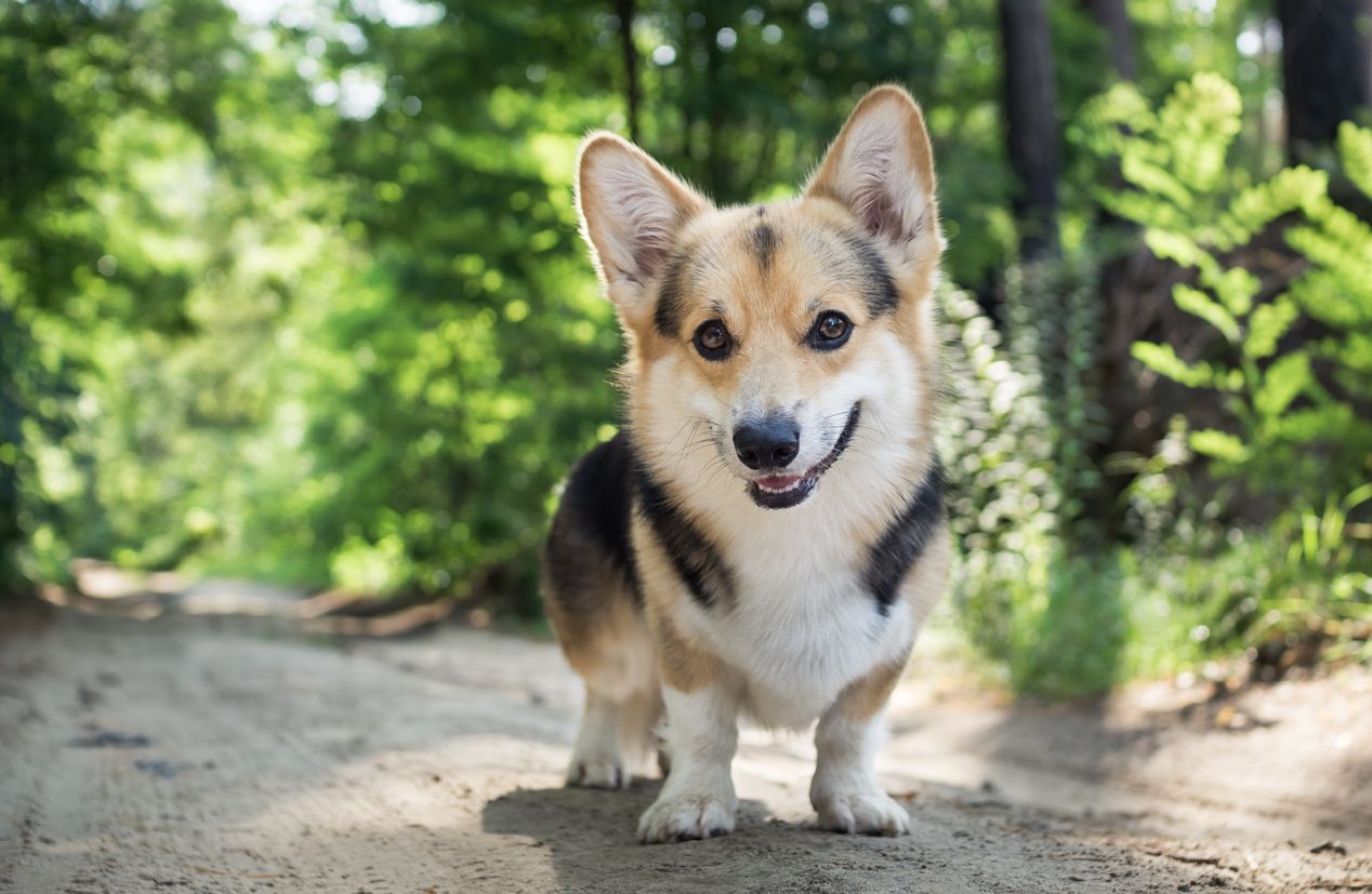 What is a healthy weight for your dog’s age? - A corgi standing in the middle of a hiking trail