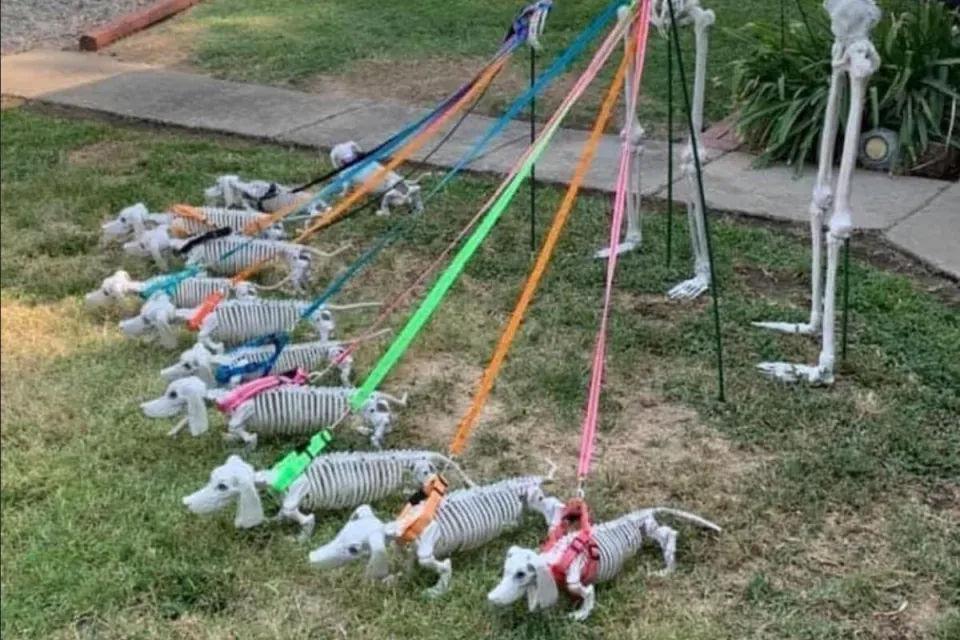 Vet Warns Pet Owners of Halloween Horror Prevention - Vetster