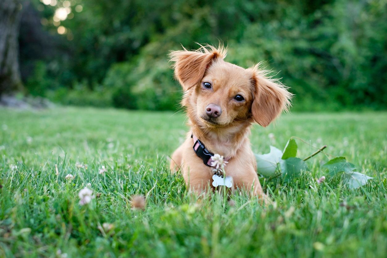 What the color of your dog's poop can tell you - A dog lying in the grass, tilting their head