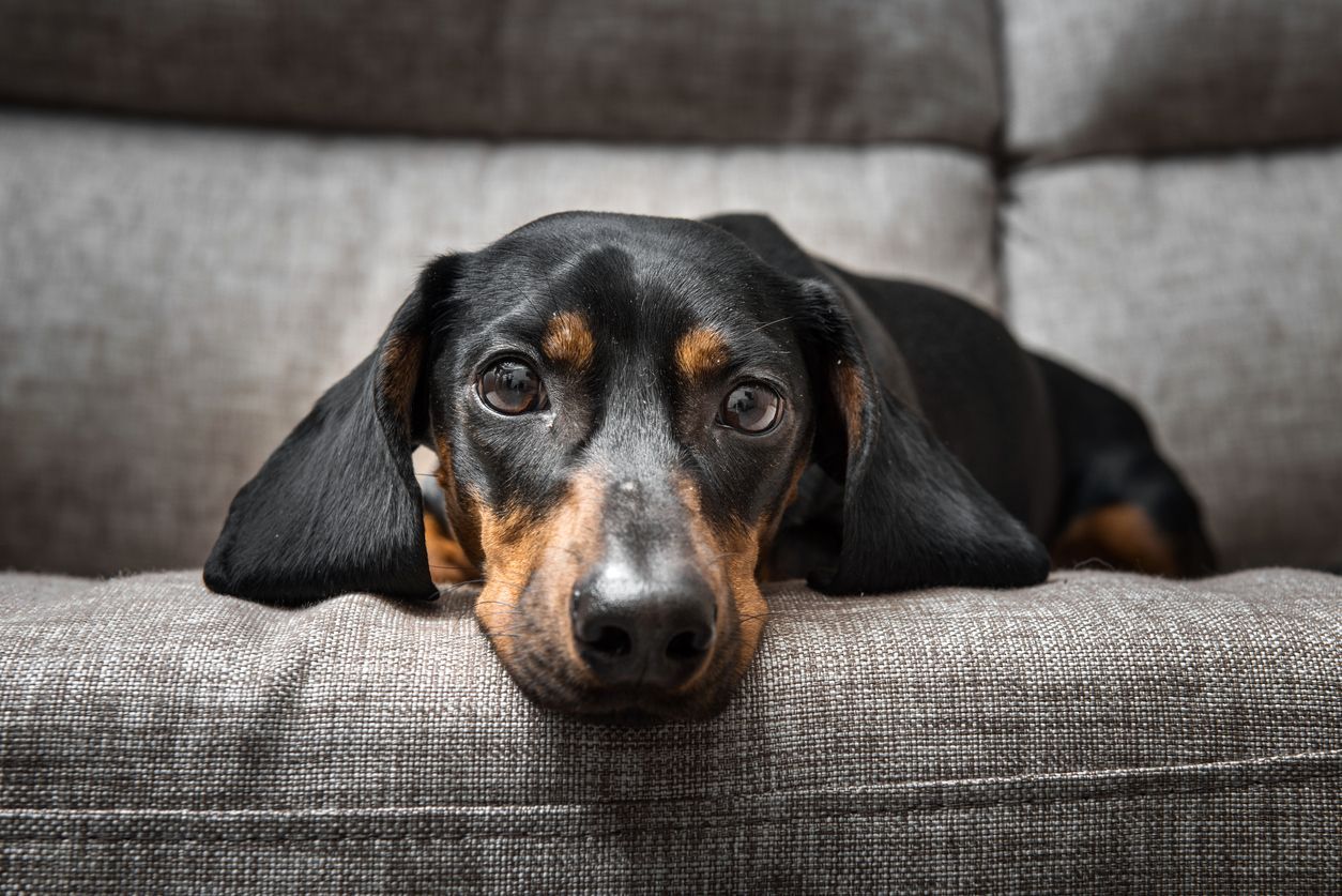 Everything you need to know about vomiting in dogs   - a dachshund lying on a couch 