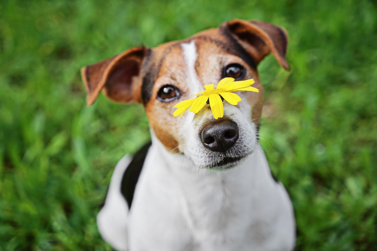 Can I use human eye drops to help my dog’s allergies? - Dog with yellow daisy on nose, facing allergy triggers from pollen