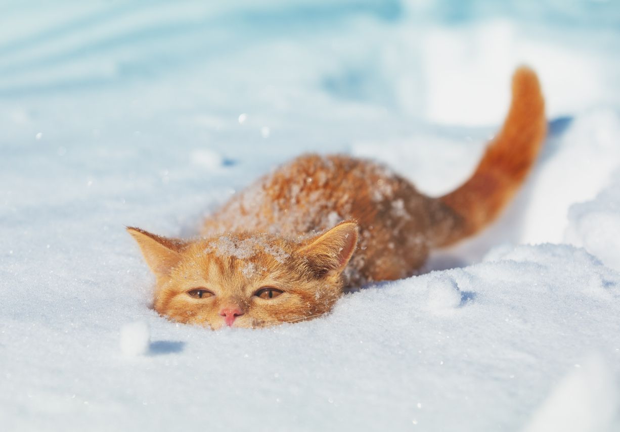 Is your cat’s seasonal shedding normal? - Orange cat walking through snow, covered in a loose smattering of snowflakes that represents dandruff.