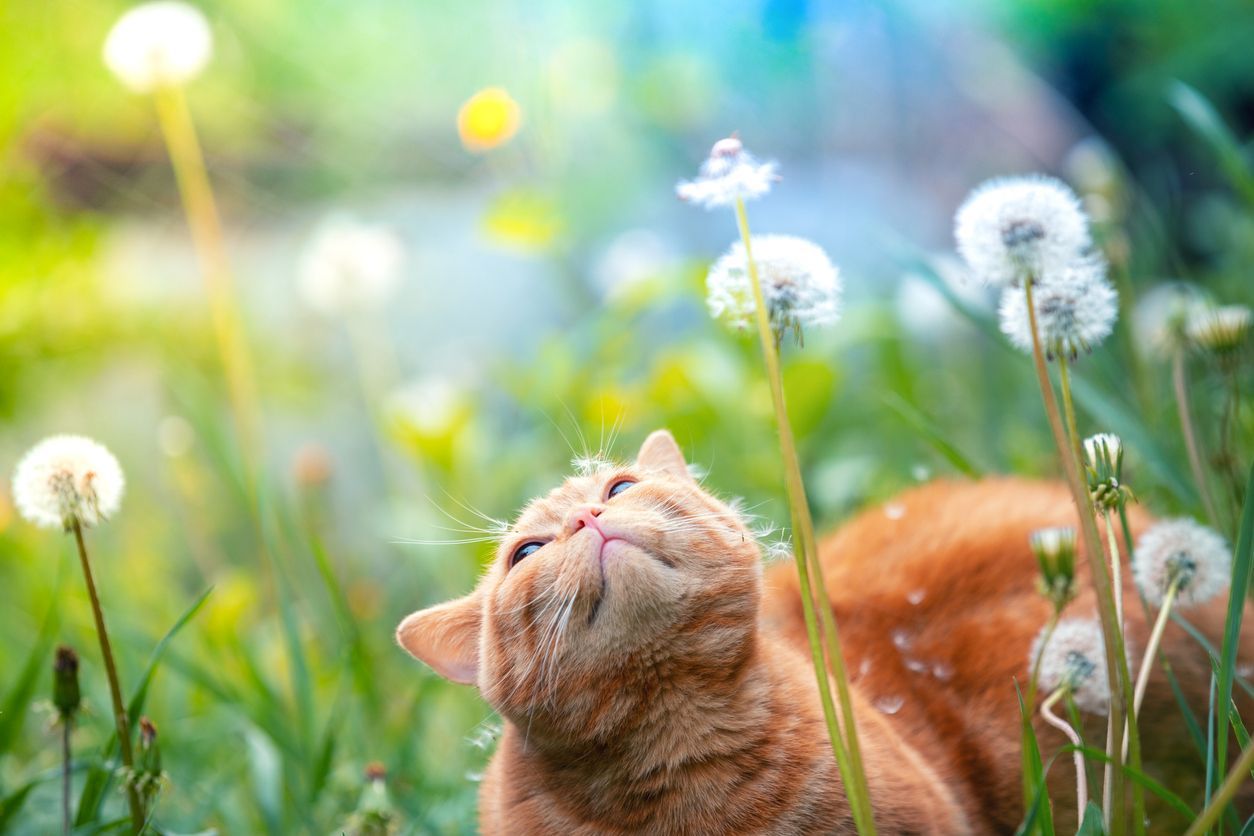 What to do if your cat has conjunctivitis - Cat in a field of dandelions, looking up as if to sneeze