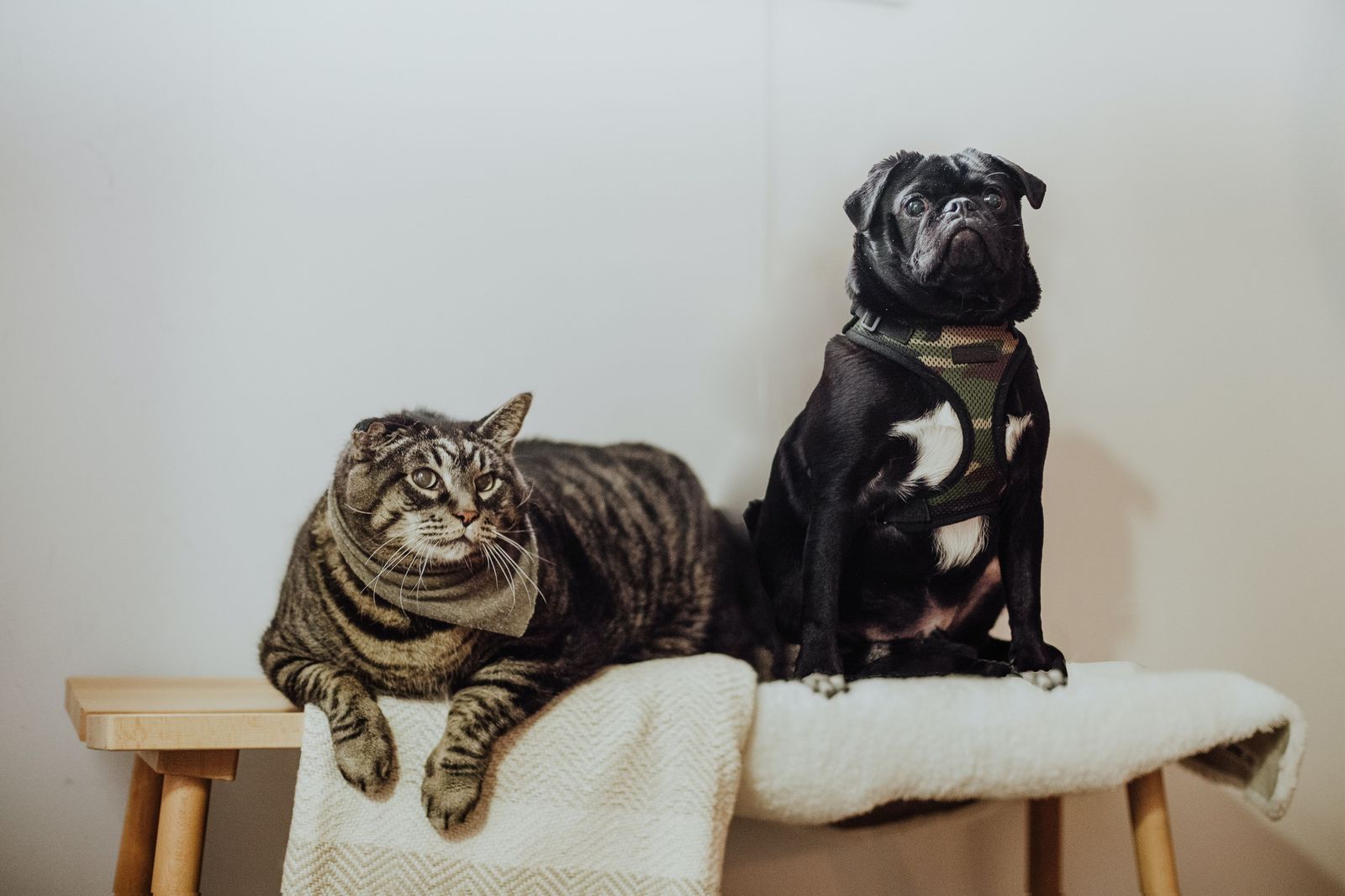 Cats and Dogs Cohabitation