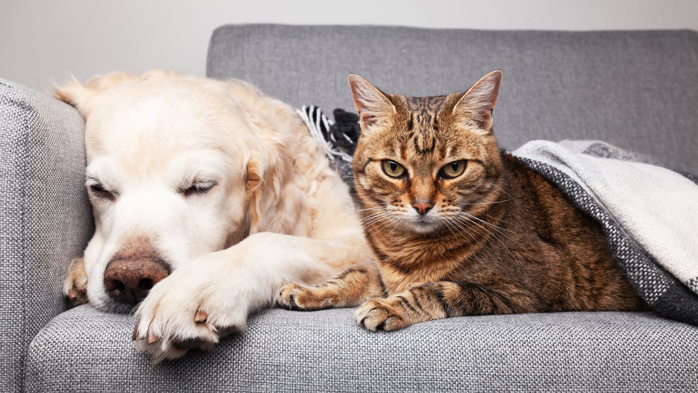 How pet parents can beat the winter blues with their pets - A bored dog and cat on a couch