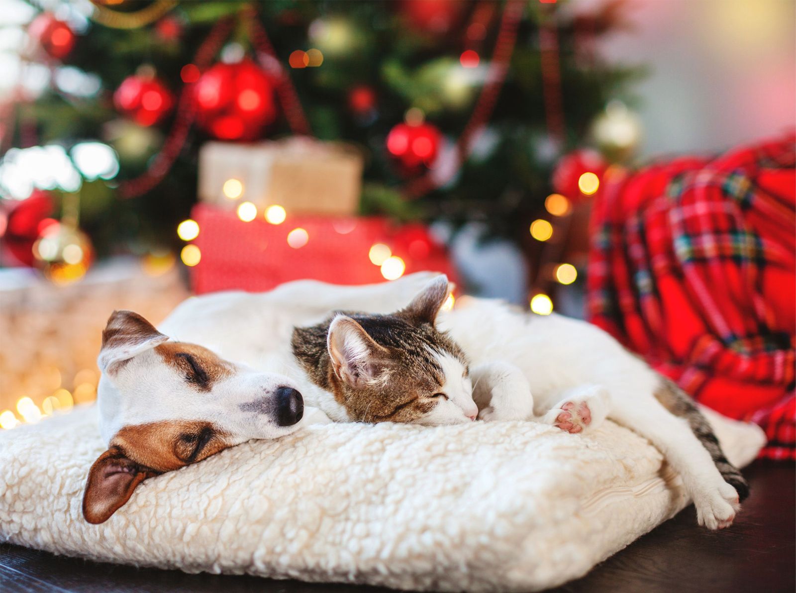 Your pet’s health and medications during the holidays - A dog and cat sleeping by a festive blanket