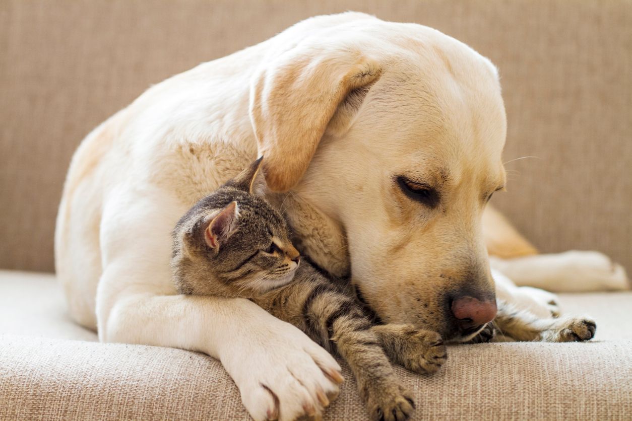 Taking steps to prevent heartworm disease in pets - dog and kitten cuddling