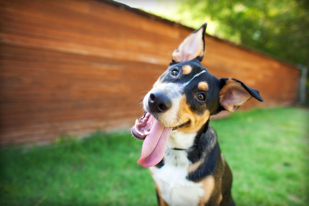 Dog health checklist: What is your dog's normal? - a sitting dog tilting its head