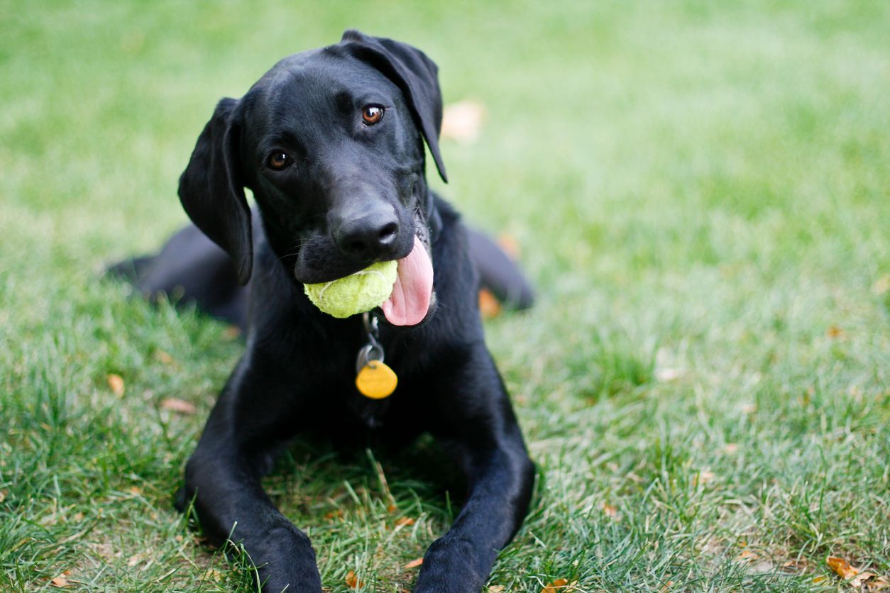 How to prevent constipation in dogs - a dog lying on grass with a tennis ball in their mouth