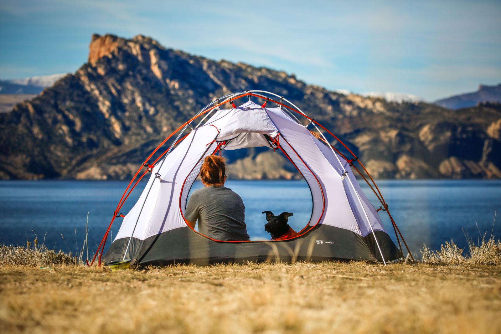 Pack the pup tent! It’s time to take your pets camping. - Vetster