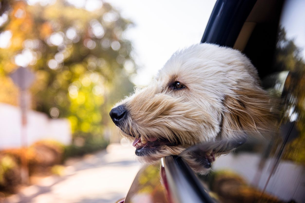Can dogs get carsick? - A dog sticking their head out a car window