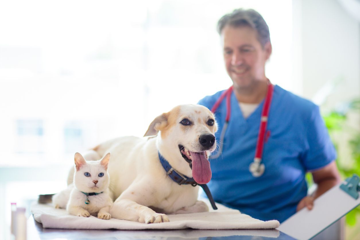 How much does pet insurance cost for my dog or cat?  - A dog and cat resting on a vet table with a vet standing behind them