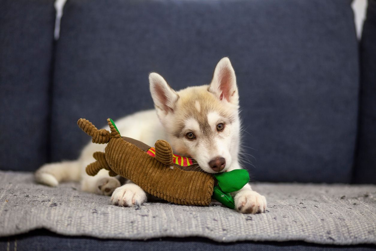 Puppy teething: A guide to the teething process - A husky puppy playing with their toy on a couch