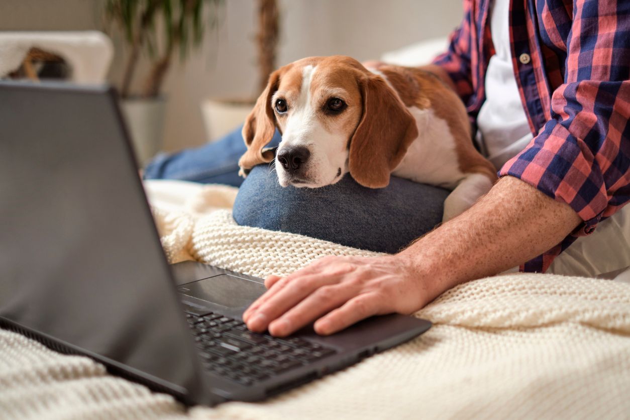 How a virtual vet can help when your pet has tummy troubles  - a beagle sits on a person's lap while looking at a laptop screen