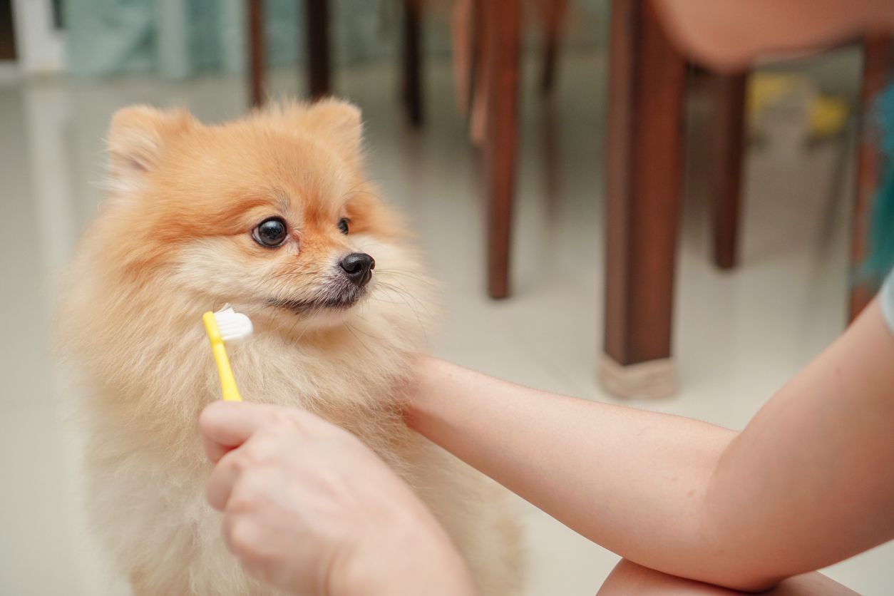 The importance of dental hygiene in pets - a pet owner holding a toothbrush in front of their dog