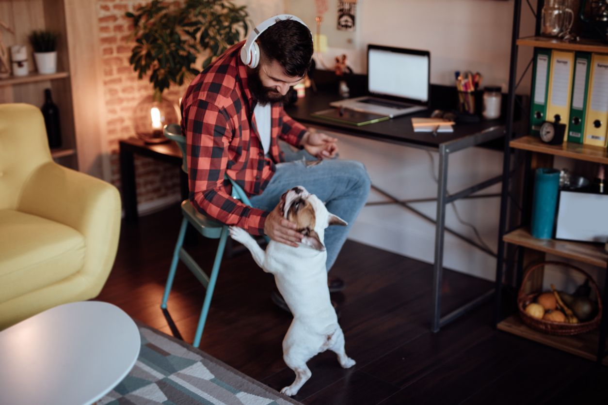 How to keep your dog busy while at work - Dog distracting owner working at home