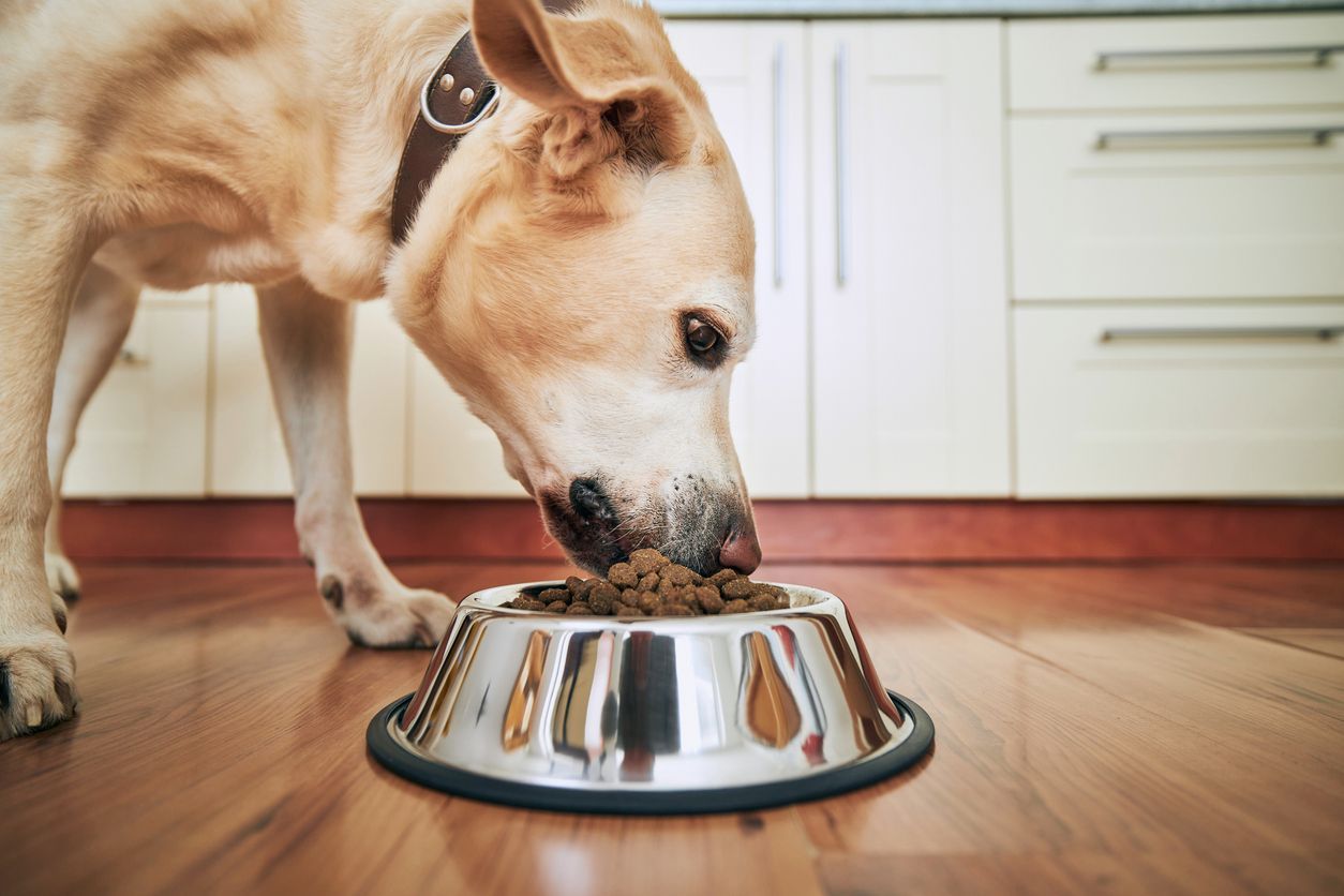 Everything you need to know about pancreatitis in dogs - A golden lab eating kibble from their food bowl