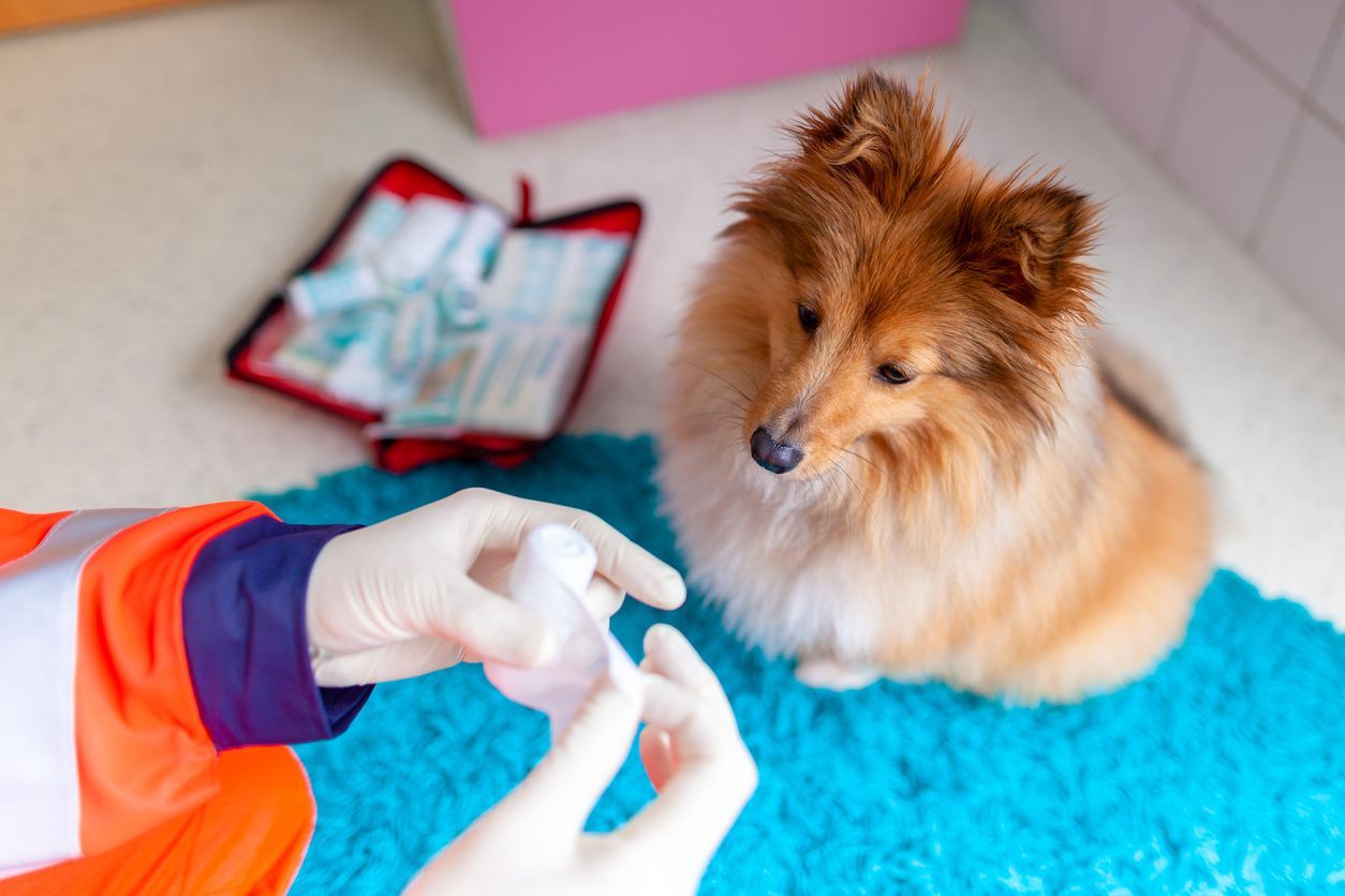 Essential items for a pet first aid kit - a dog sitting while someone unrolls bandages from a first aid kit