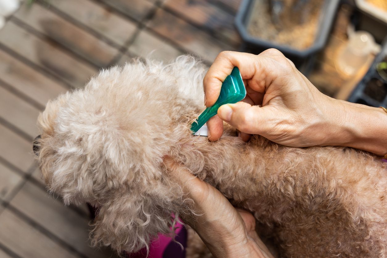 What is the best flea prevention for dogs? - a dog receiving a topical flea treatment