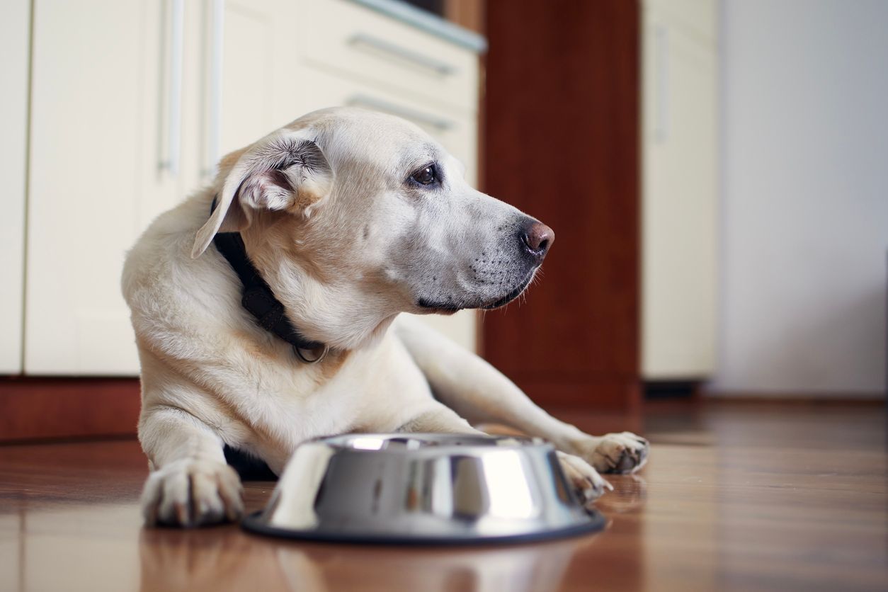 What supplements or food does my senior dog need? - A dog lying on a hardwood floor in front of their food bowl