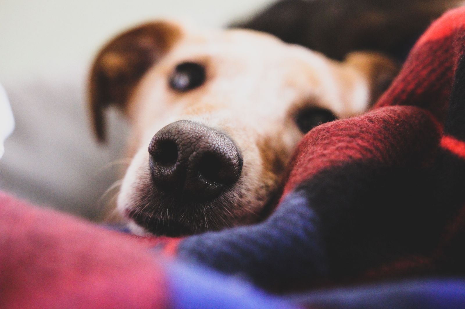 how long should you quarantine a dog with kennel cough