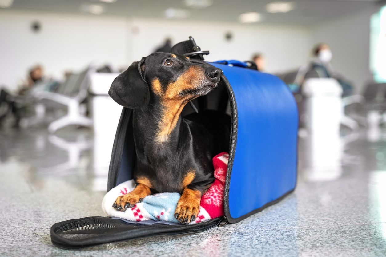 From takeoff to touchdown: How to travel with a dog by plane - Dog in a carrier at the airport