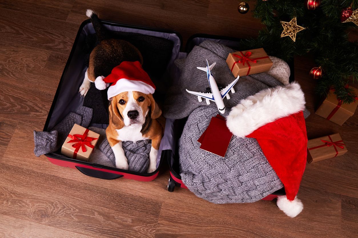 Pet-friendly airlines with in-cabin accommodations (US and beyond) - A dog in a suitcase with a toy plane and Santa hat