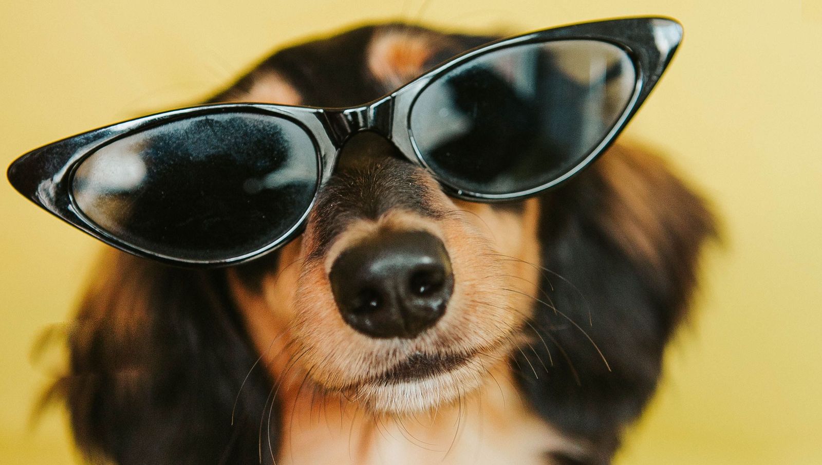 Should your dog be wearing sunglasses? - Vetster