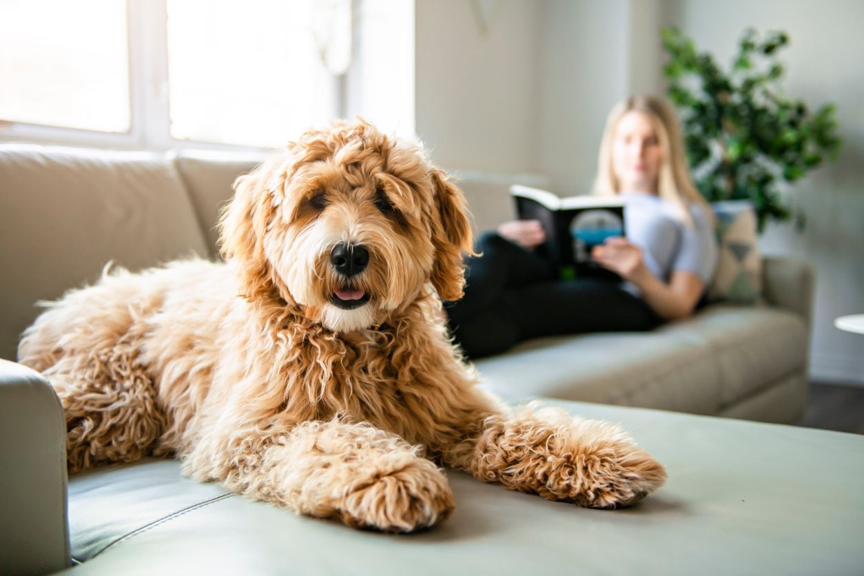 How much does a DNA test for your dog or cat cost? - A dog lying on a couch next to their owner