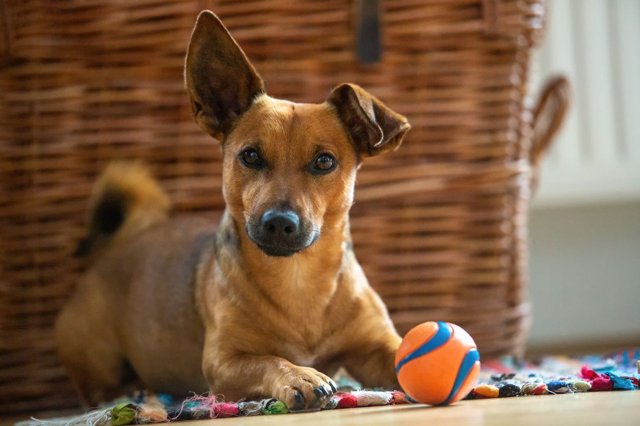 How to exercise your dog when it’s too hot to go outside - a dog playing with a ball indoors