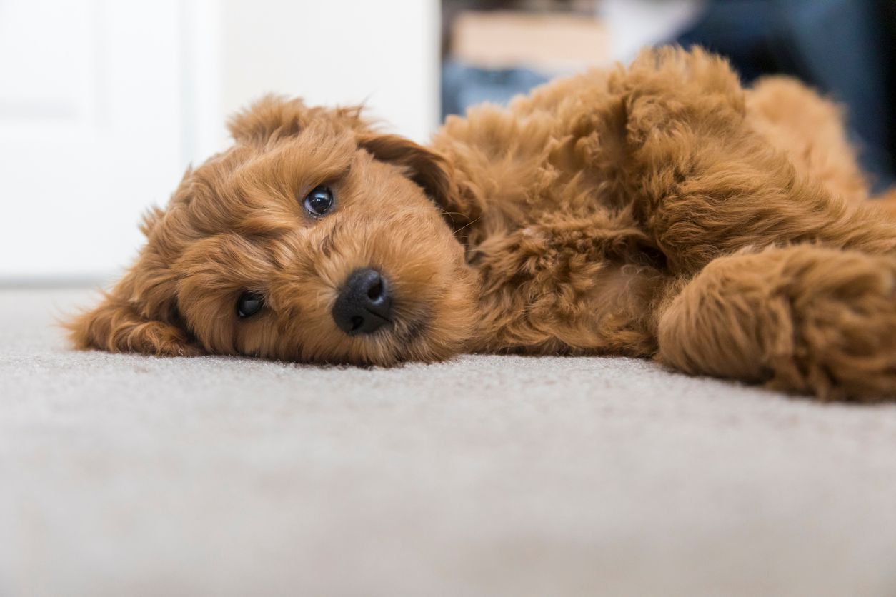 When to see a vet for your dog's diarrhea and vomiting - A golden doodle puppy laying on a carpeted floor