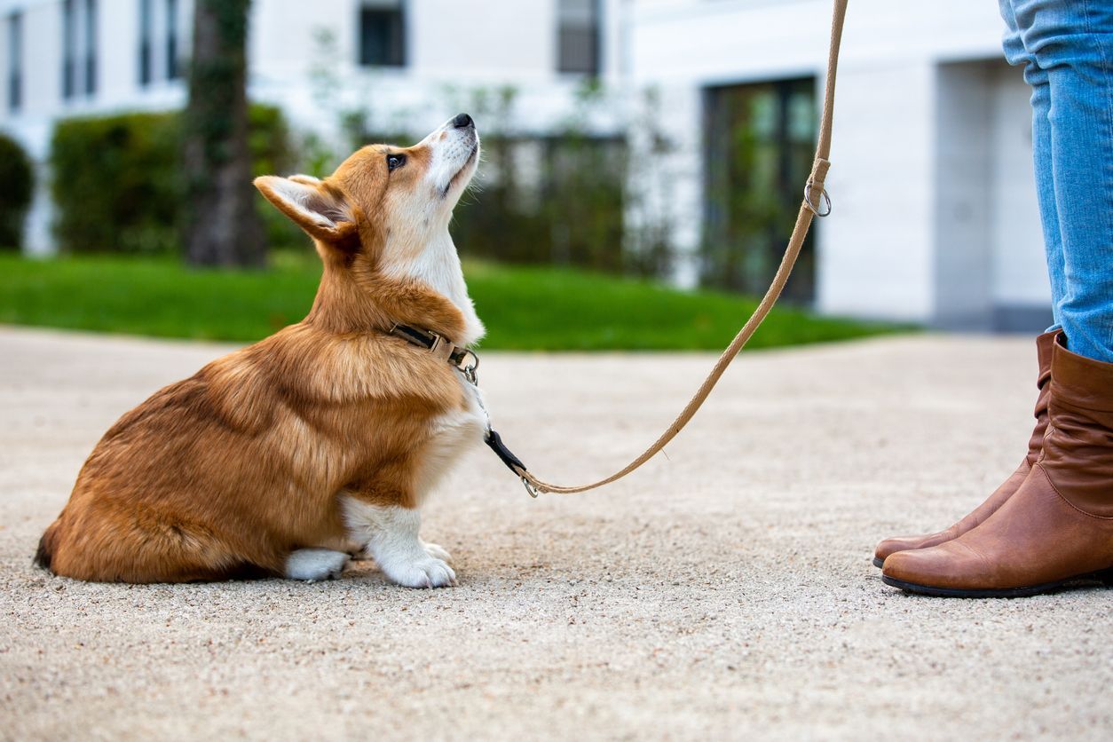 How much does dog training cost? - A corgi on a leash, looking up at their owner