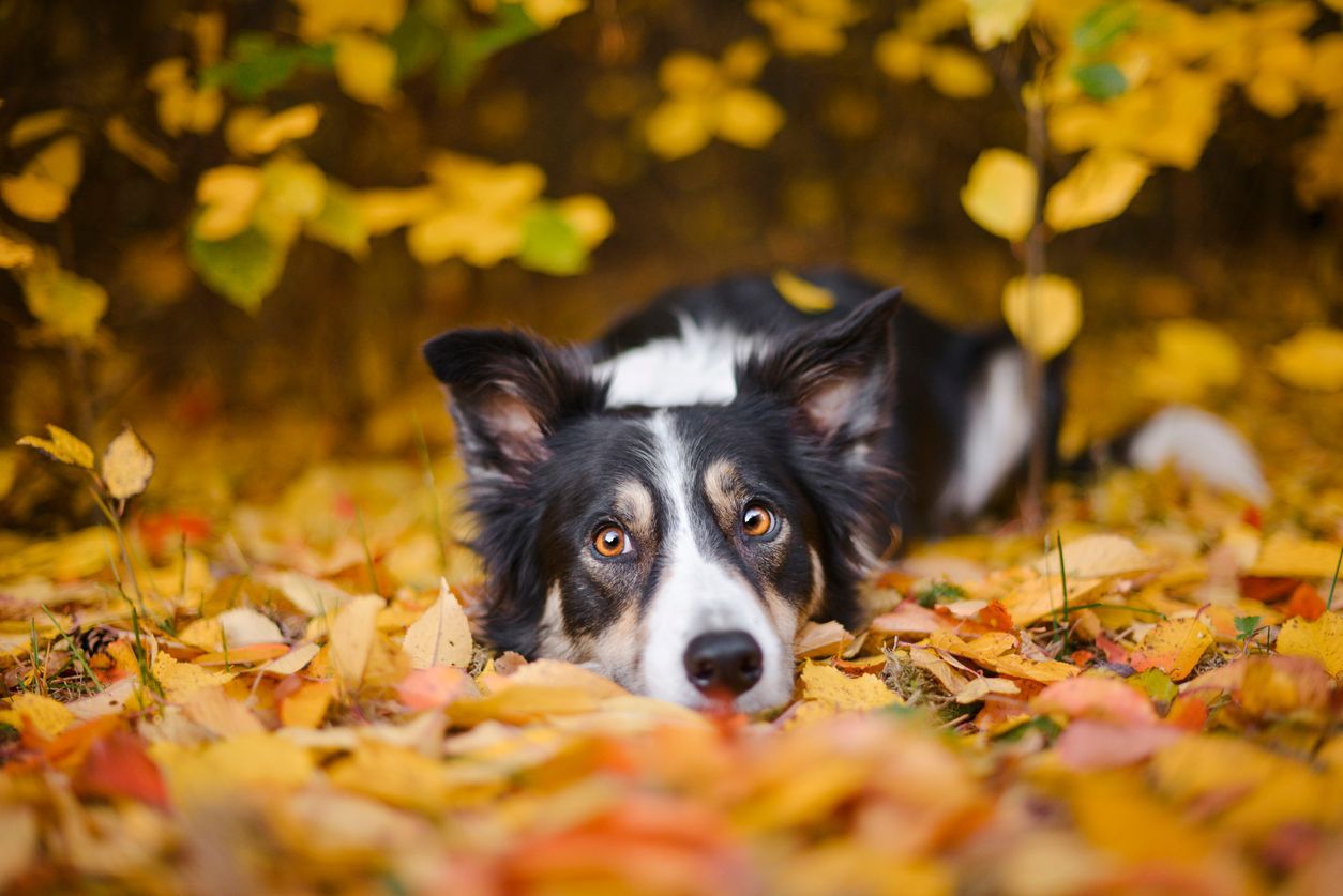 Holiday adoption trends and how to choose your pet - A border collie lying in a bed of yellow leaves