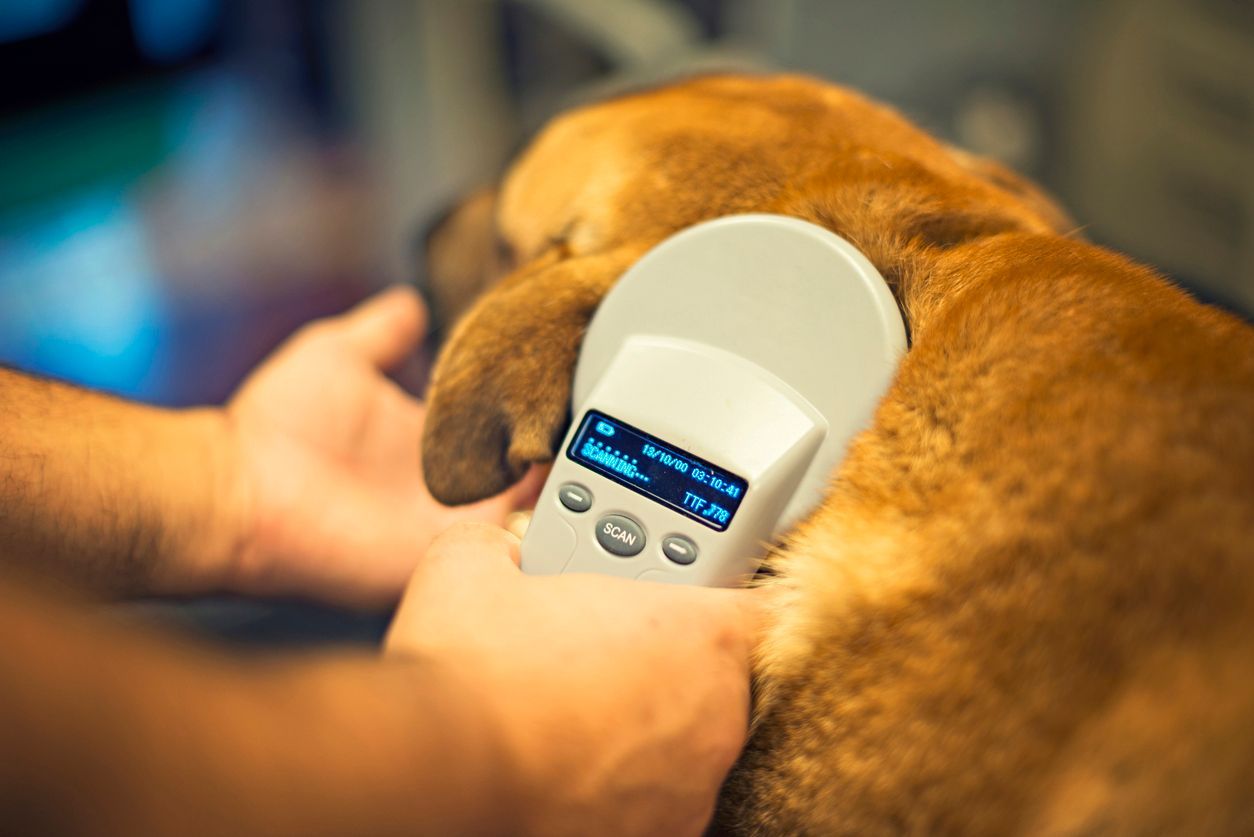 How much does microchipping your dog or cat cost? - A man scanning the back of a dog's neck with a microchip scanning tool