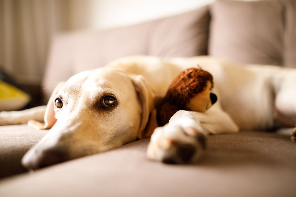 How to prevent stomach upset and vomiting in dogs - a dog lying on a couch with a chew toy