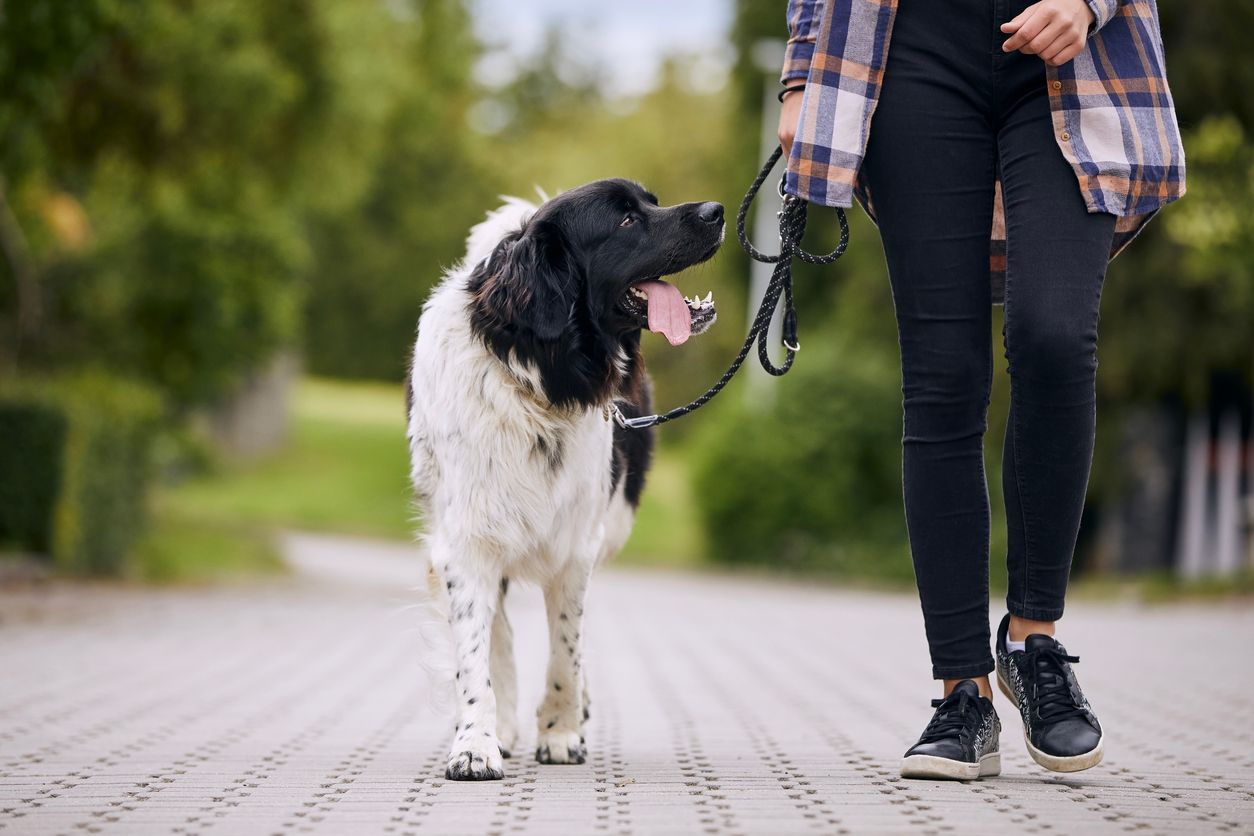 Leash reactivity in dogs: How to manage and prevent it - dog on a leash walking
