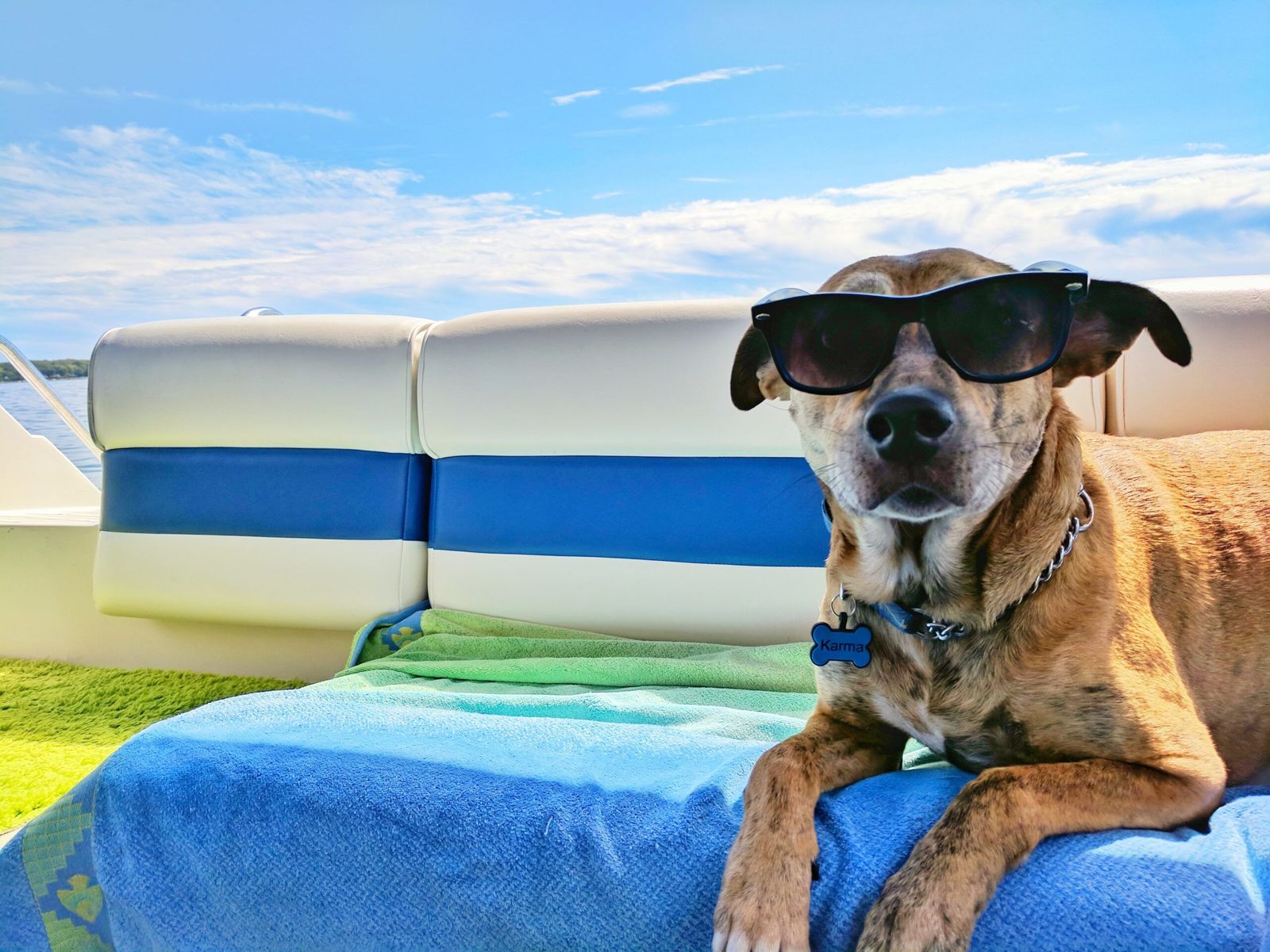 Things Are Heating Up: How To Protect Your Furry Friends All Summer Long - Vetster